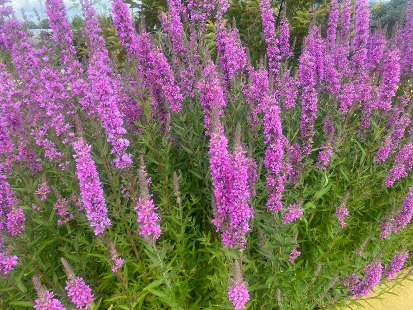 Grote kattenstaart - Lythrum salicaria