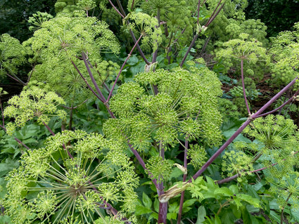 Grote engelwortel - Angelica archangelica