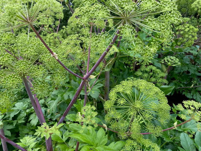 Grote engelwortel - Angelica archangelica