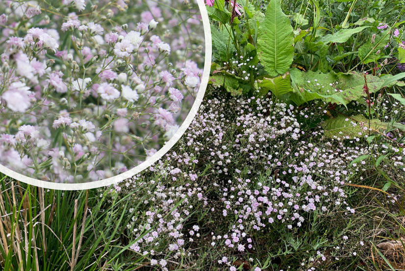 Gipskruid - Gypsophila 'Rosenschleier'