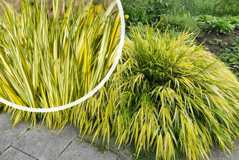 Japans siergras - Hakonechloa macra 'Aureola'