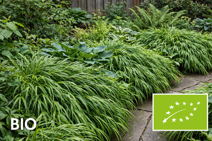 Biologisch Japans siergras - Hakonechloa macra