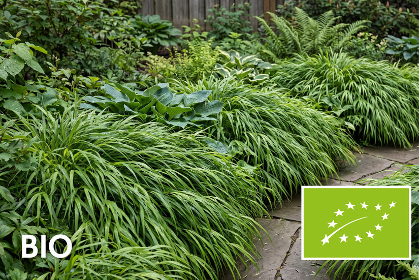 Biologisch Japans siergras - Hakonechloa macra