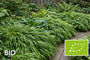 Biologisch Japans siergras - Hakonechloa macra
