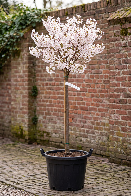 Japanse Sierkers (Halfstam) - Prunus nipponica 'Brillant'