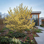 Toverhazelaar - Hamamelis x intermedia 'Pallida'
