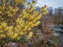 Toverhazelaar - Hamamelis x intermedia 'Pallida'