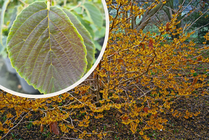 Zachte toverhazelaar - Hamamelis mollis