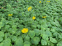 Hartbladzonnebloem - Doronicum pardalianches 'Goldstrauss'