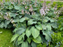 Hartlelie - Hosta sieboldiana