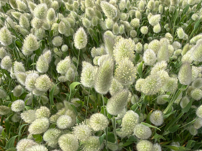 Hazenstaartje - Lagurus ovatus 'Bunny Tails'