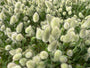 Hazenstaartje - Lagurus ovatus 'Bunny Tails'
