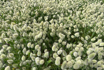 Hazenstaartje - Lagurus ovatus 'Bunny Tails'