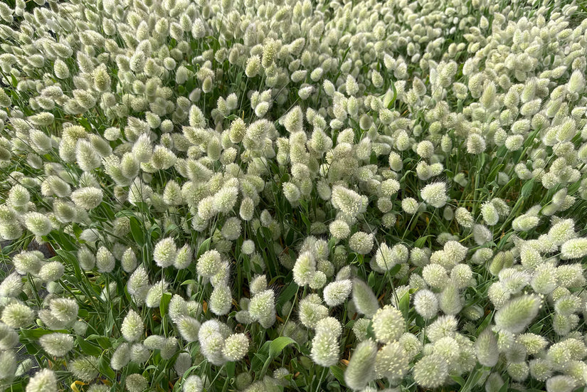 Hazenstaartje - Lagurus ovatus 'Bunny Tails'