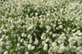 Hazenstaartje - Lagurus ovatus 'Bunny Tails'