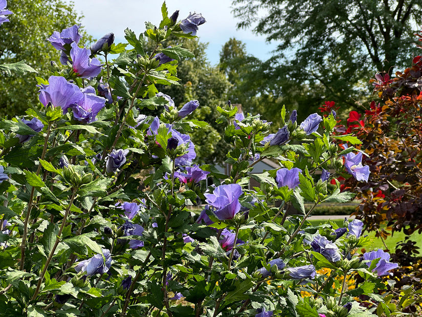 Heemstroos (Blauw) - Hibiscus syriacus 'Oiseau Bleu'