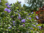 Heemstroos (Blauw) - Hibiscus syriacus 'Oiseau Bleu'