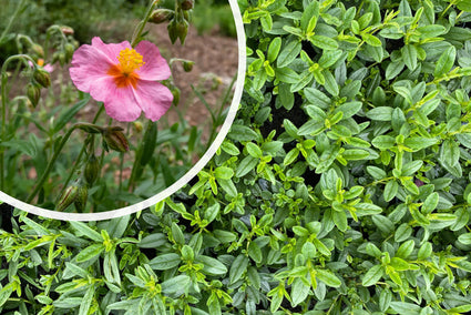 Zonneroosje - Helianthemum 'Lawrenson's Pink' TIP