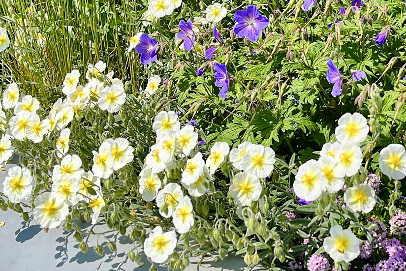 Zonneroosje (Wit) - Helianthemum 'The Bride'