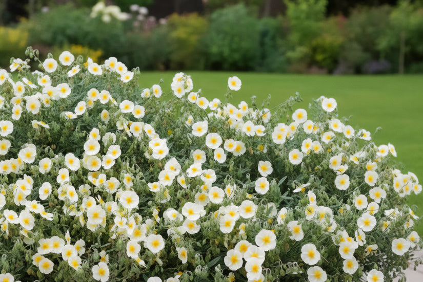 Zonneroosje (Wit) - Helianthemum 'The Bride'