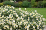 Zonneroosje (Wit) - Helianthemum 'The Bride'