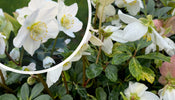 Kerstroos / Nieskruid (Wit)   Helleborus niger