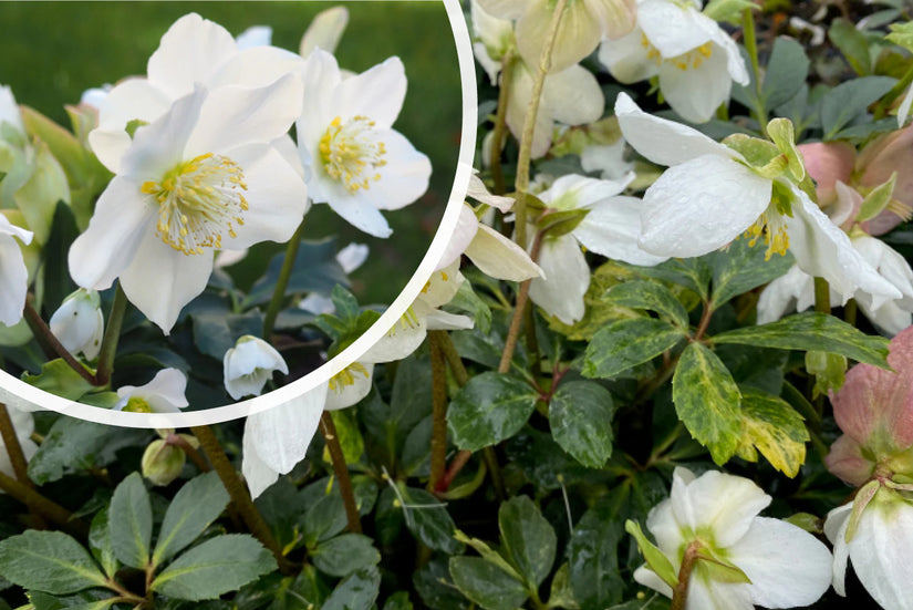 Kerstroos / Nieskruid (Wit) - Helleborus niger