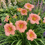 Daglelie - Hemerocallis 'EveryDayLily Rose'