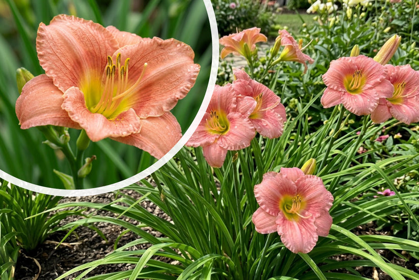 Daglelie - Hemerocallis 'EveryDayLily Rose'