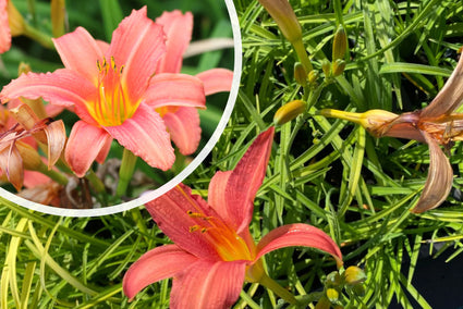 Daglelie - Hemerocallis 'Pink Damask'