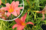 Daglelie (Roze) - Hemerocallis 'Pink Damask'