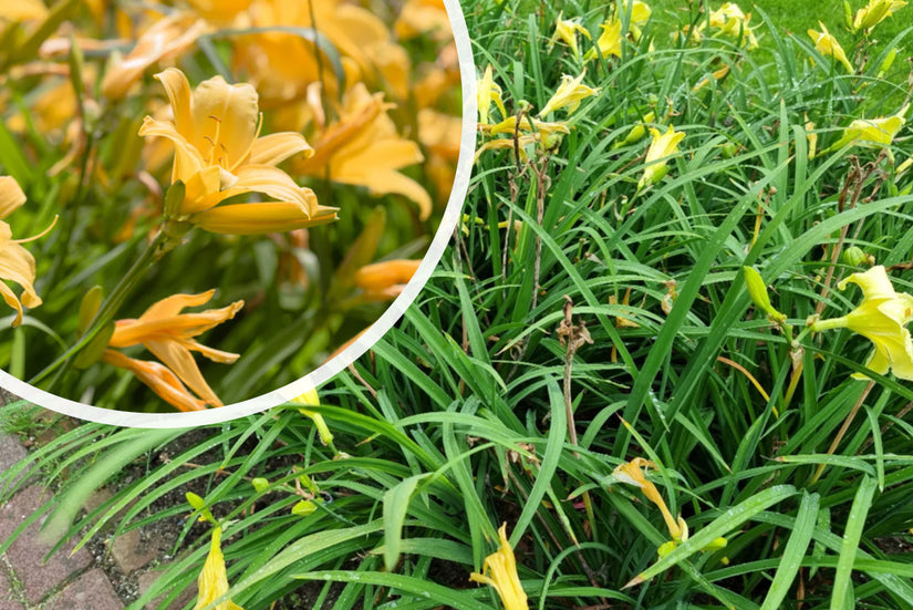 Daglelie (Geel) - Hemerocallis 'Stella de Oro'