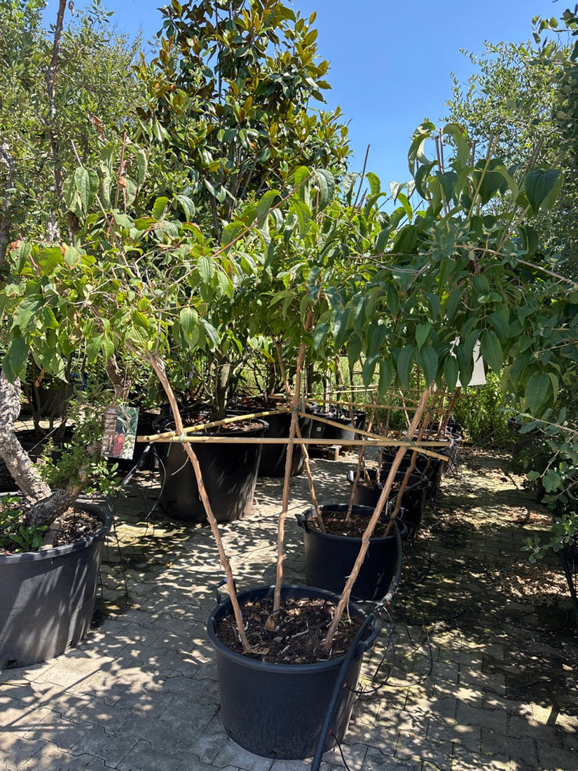 Zevenzonenboom - Heptacodium miconioides