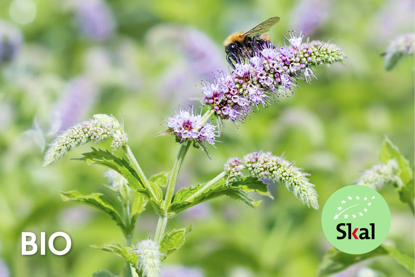 Biologische Hertsmunt - Mentha longifolia