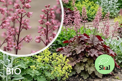 Biologisch Purperklokje - Heuchera 'Rachel'