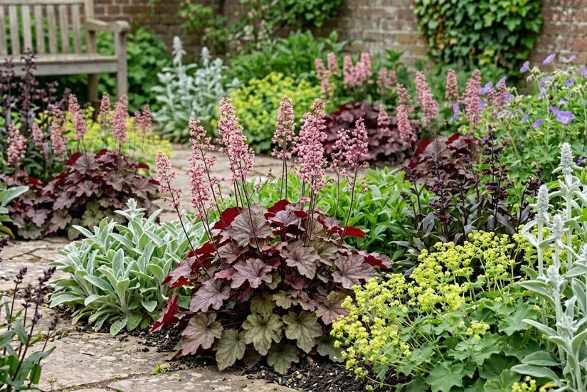 Biologisch Purperklokje - Heuchera 'Rachel'