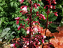 Purperklokje (Roze/Rood blad) - Heuchera 'Fire chief'