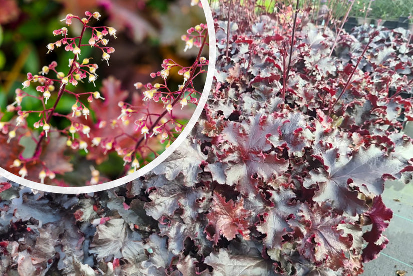 Purperklokje (Donkerpaars blad) - Heuchera micrantha 'Palace Purple' TIP