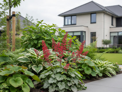 Purperklokje - Heuchera sanguinea 'Leuchtkäfer'