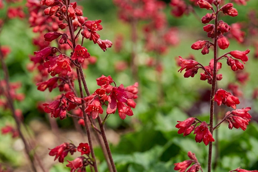 Purperklokje - Heuchera sanguinea 'Ruby Bells'