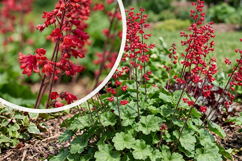 Purperklokje - Heuchera sanguinea 'Ruby Bells'