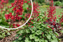 Purperklokje - Heuchera sanguinea 'Ruby Bells'
