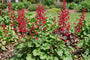 Purperklokje - Heuchera sanguinea 'Ruby Bells'