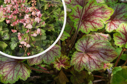 Purperklokje - Heucherella 'Tapestry' TIP