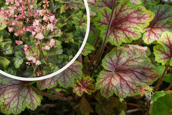 Purperklokje - Heucherella 'Tapestry'