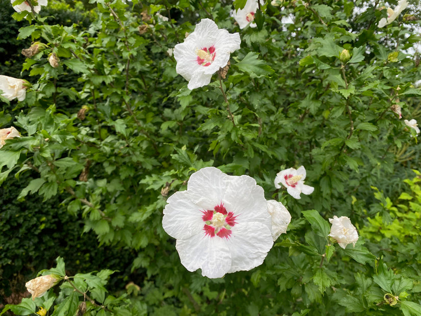 Heemstroos op stam - Hibiscus syriacus 'Red Heart'