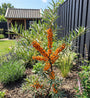 Biologische Duindoorn - Hippophae rhamnoides 'Sirola'