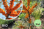 Biologische Duindoorn - Hippophae rhamnoides 'Sirola'