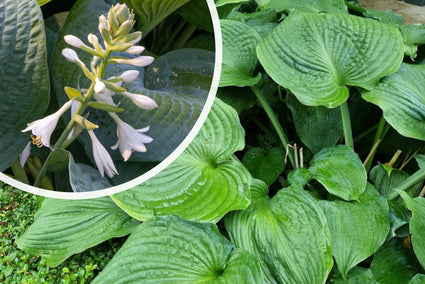 Hartlelie - Hosta 'Big Daddy'