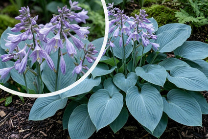 Hartlelie - Hosta 'Blue Cadet'